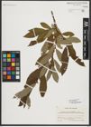 Foto von Salix appendiculata Vill.